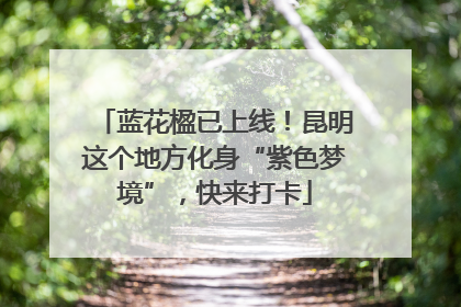 蓝花楹已上线！昆明这个地方化身“紫色梦境”，快来打卡