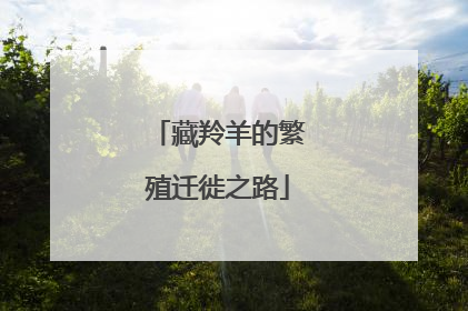 藏羚羊的繁殖迁徙之路