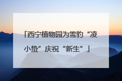 西宁植物园为雪豹“凌小蛰”庆祝“新生”