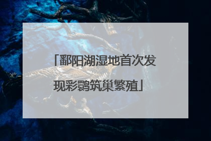鄱阳湖湿地首次发现彩鹮筑巢繁殖