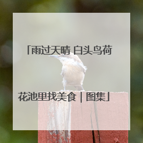 雨过天晴 白头鸟荷花池里找美食｜图集