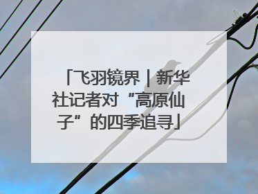飞羽镜界｜新华社记者对“高原仙子”的四季追寻