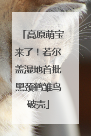 高原萌宝来了！若尔盖湿地首批黑颈鹤雏鸟破壳